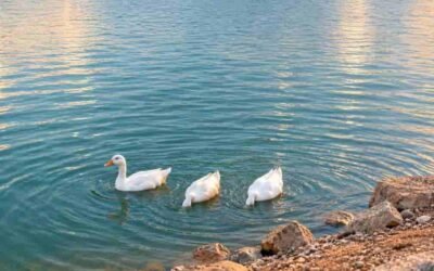 Ghubrah Lake Park Muscat Oman