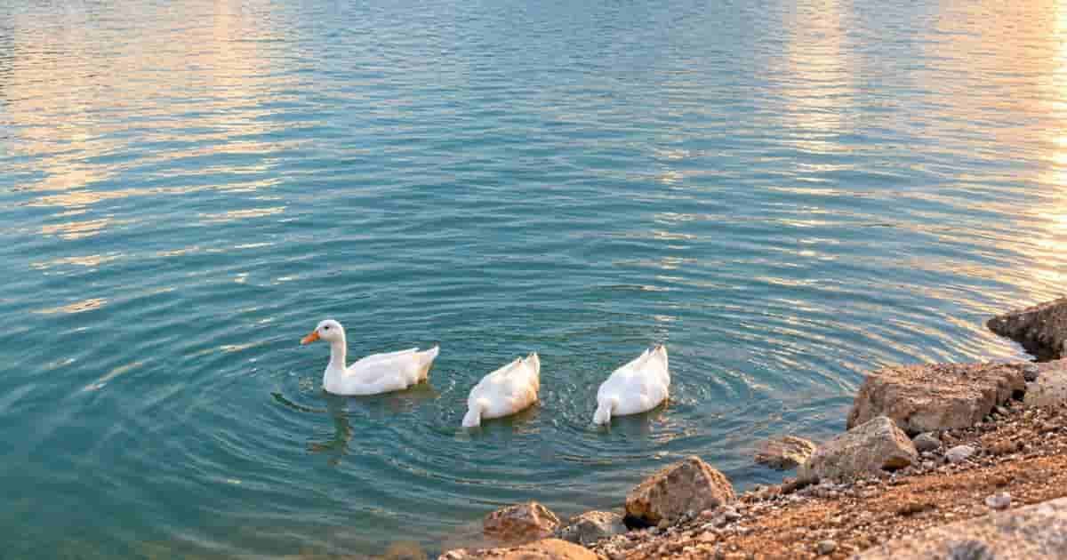 Ghubrah Lake Park Muscat Oman